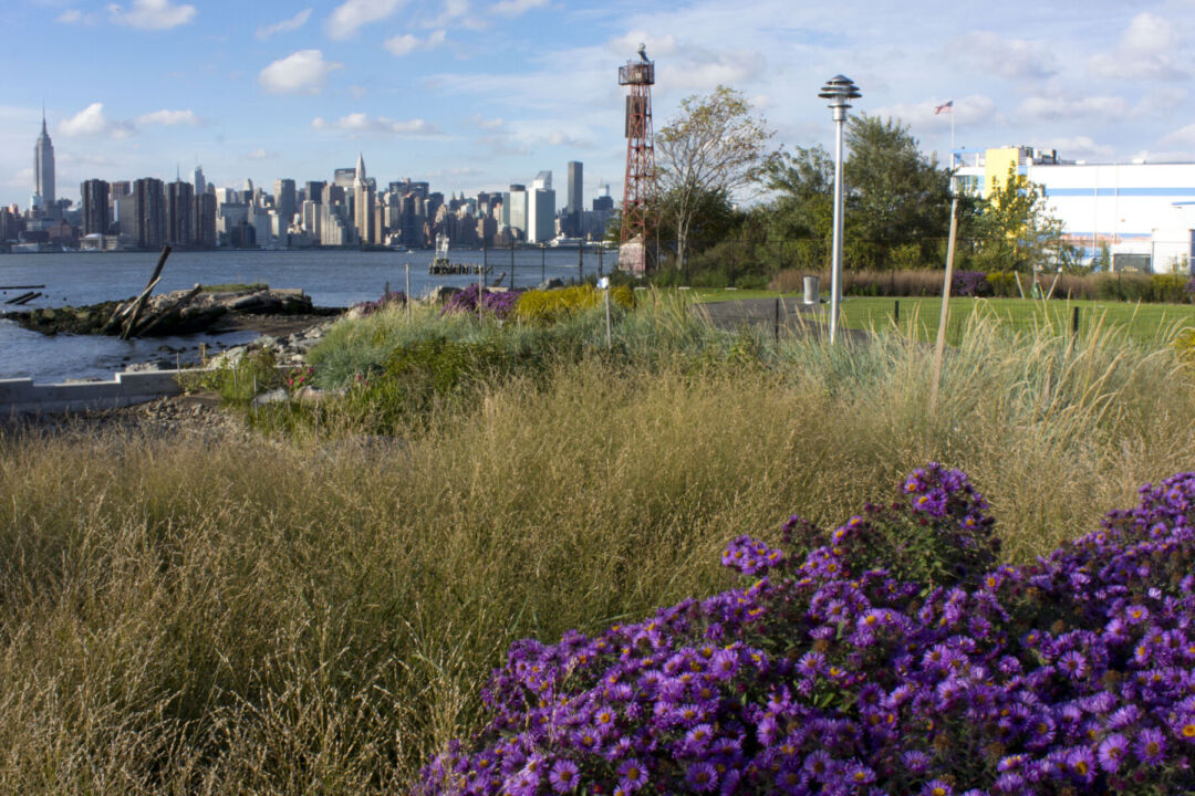 Wildlife habitat created by marsh plantings at Bushwick Inlet Park.